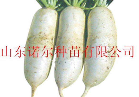 蘿卜